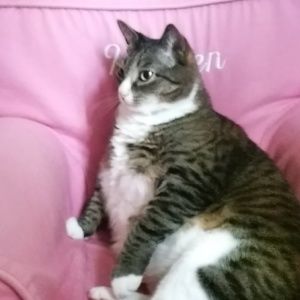 Meet your Posher, Liam